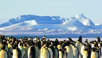 Programa antartico brasileiro tera novo navio de pesquisa em 2025