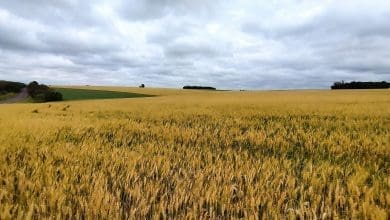 Informativo Conjuntural lavouras de trigo apresentam potencial produtivo elevado no RS