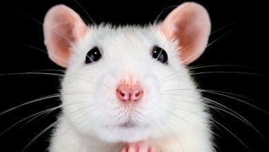 Novo tratamento restaura a visao em ratos cegos