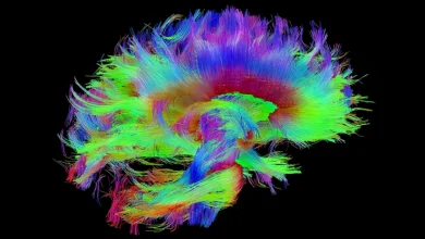 Maior mapa detalhado do hipocampo cerebral e criado