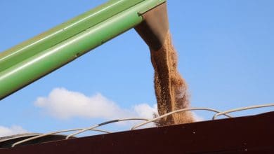 Colheita do trigo apresenta excelente resultado produtivo no Rio Grande do Sul