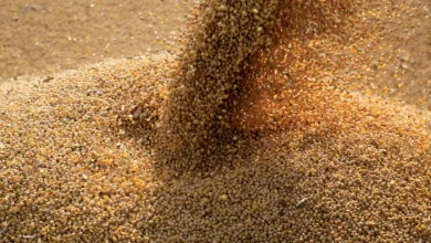 Mato Grosso se torna 3o maior produtor global de soja