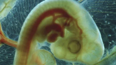 Nanoplasticos interferem no desenvolvimento de embrioes de galinha