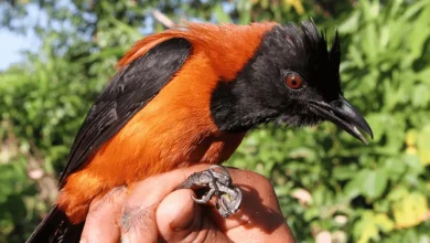 Duas novas especies de aves venenosas sao descobertas