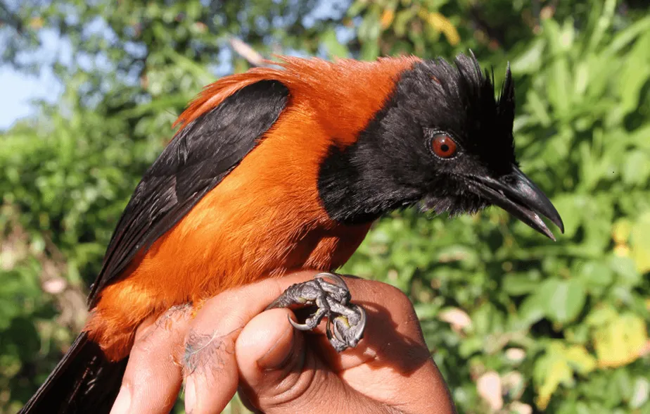Duas novas especies de aves venenosas sao descobertas