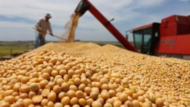 Estimativas recentes apontam recorde na producao de soja