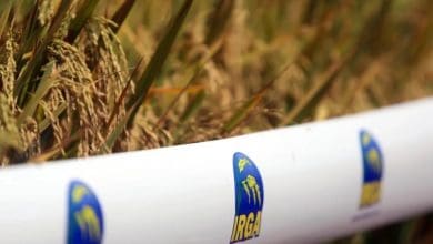 Irga apresenta estimativa para safra de arroz 20222023