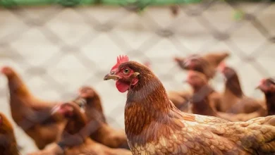 Primeira morte humana por gripe aviaria no mundo e confirmada