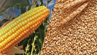 USDA reporta producao recorde de milho e trigo no Brasil