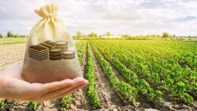 Governo Federal garante desconto de 25 em financiamentos de credito rural para a agricultura familiar
