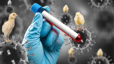 Rio Grande do Sul confirma primeiro caso de gripe aviaria