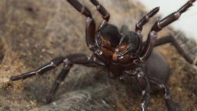 Aranha mais mortal do mundo pode ajustar seu veneno conforme o seu humor