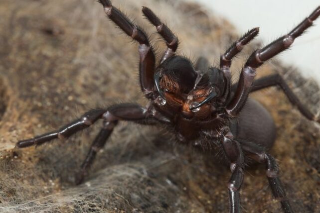 Aranha mais mortal do mundo pode ajustar seu veneno conforme o seu humor
