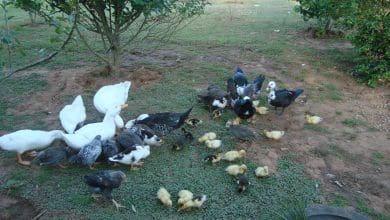 Brasil confirma primeiro caso de gripe aviaria em ave domestica
