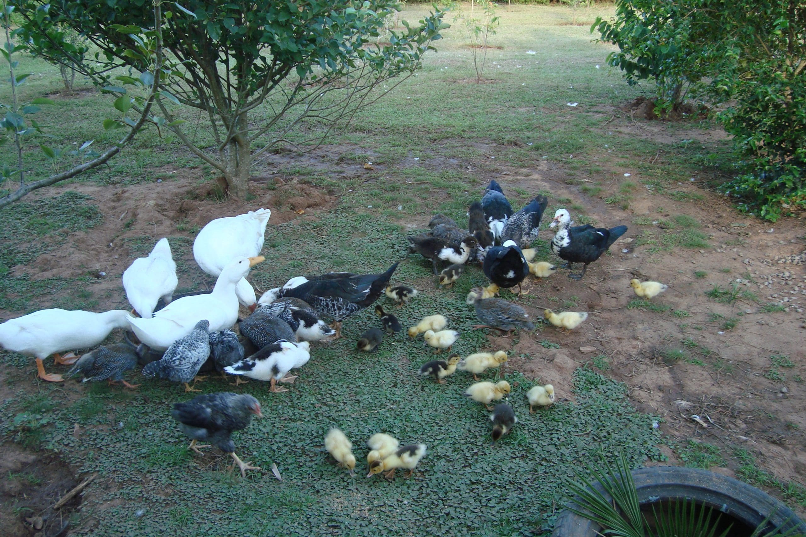 Brasil confirma primeiro caso de gripe aviaria em ave domestica scaled