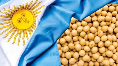 Producao de soja na Argentina cai 43 conforme USDA
