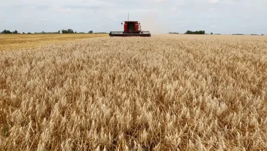 Rio Grande do Sul estima colher a segunda maior safra de trigo
