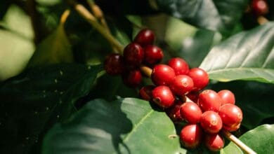 Cafeicultura movimenta R 27 bilhoes em defensivos agricolas