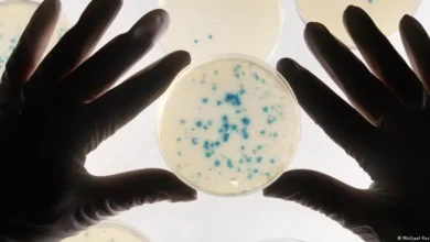 Cientistas treinam bacterias para detectar cancer