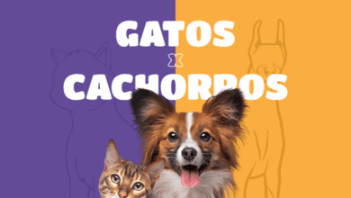 Gaucho prefere cachorro ou gato como pet Shopee revela
