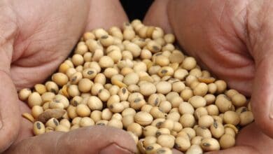 Mercado de sementes cresce 18 para R 245 bilhoes