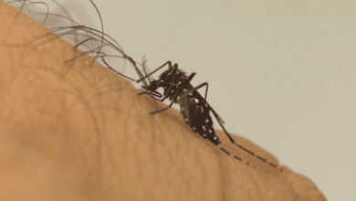 Vereador Juares Bernardi solicita informacoes referentes ao enfrentamento ao mosquito aedes aegypti