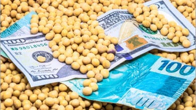 mercado de soja foto com sementes e notas de dinheiro