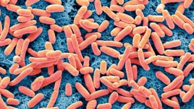 Cientistas projetam bacterias com capacidade de gerar eletricidade