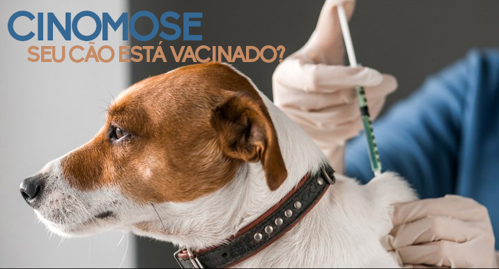 Vereador Romildo Protetor solicita que Executivo adquira vacinas para caes devido aos crescentes casos de cinomose