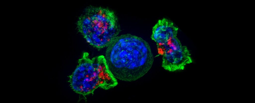 Estudo inédito descobre que células imunológicas são cruciais para conter o câncer de intestino