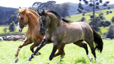 Expo Erechim 2023 sediara a 12a Exposicao Morfologica de Cavalo Crioulo e 1a Mostra Regional Quarto de Milha e Paint Horse