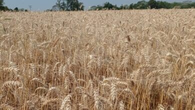 Informativo Conjuntural Inicia colheita do trigo no RS