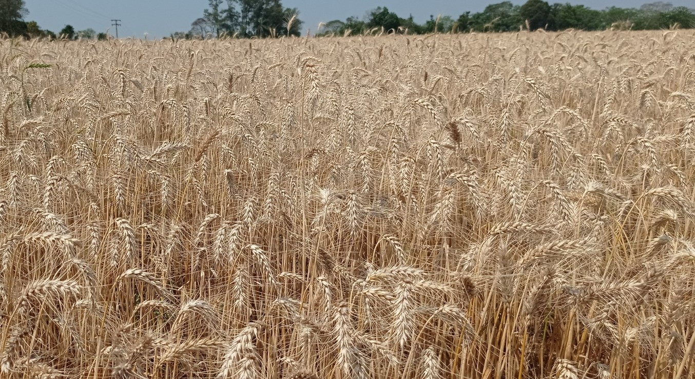 Informativo Conjuntural Inicia colheita do trigo no RS