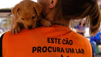 Vereadora sugere desconto no IPTU a pessoas que adotarem animais