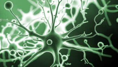 Estudo sobre Alzheimer revela como aglomerados toxicos deformam neuronios em seu nucleo