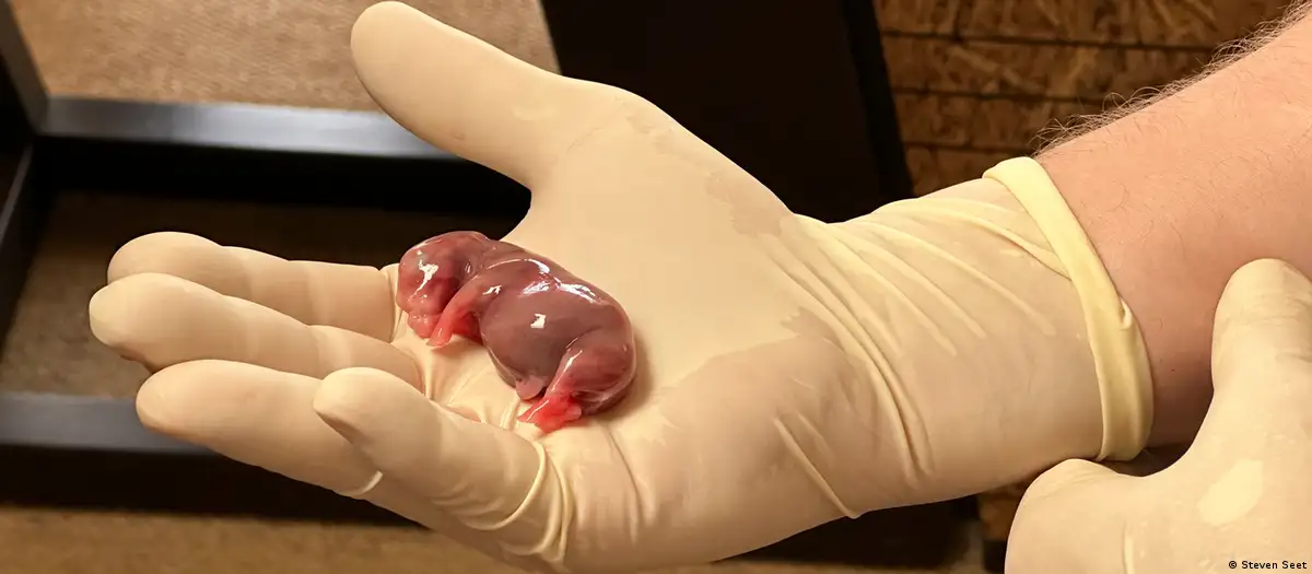 Cientistas anunciam 1a gravidez por Fertilizacao in vitro em rinocerontes