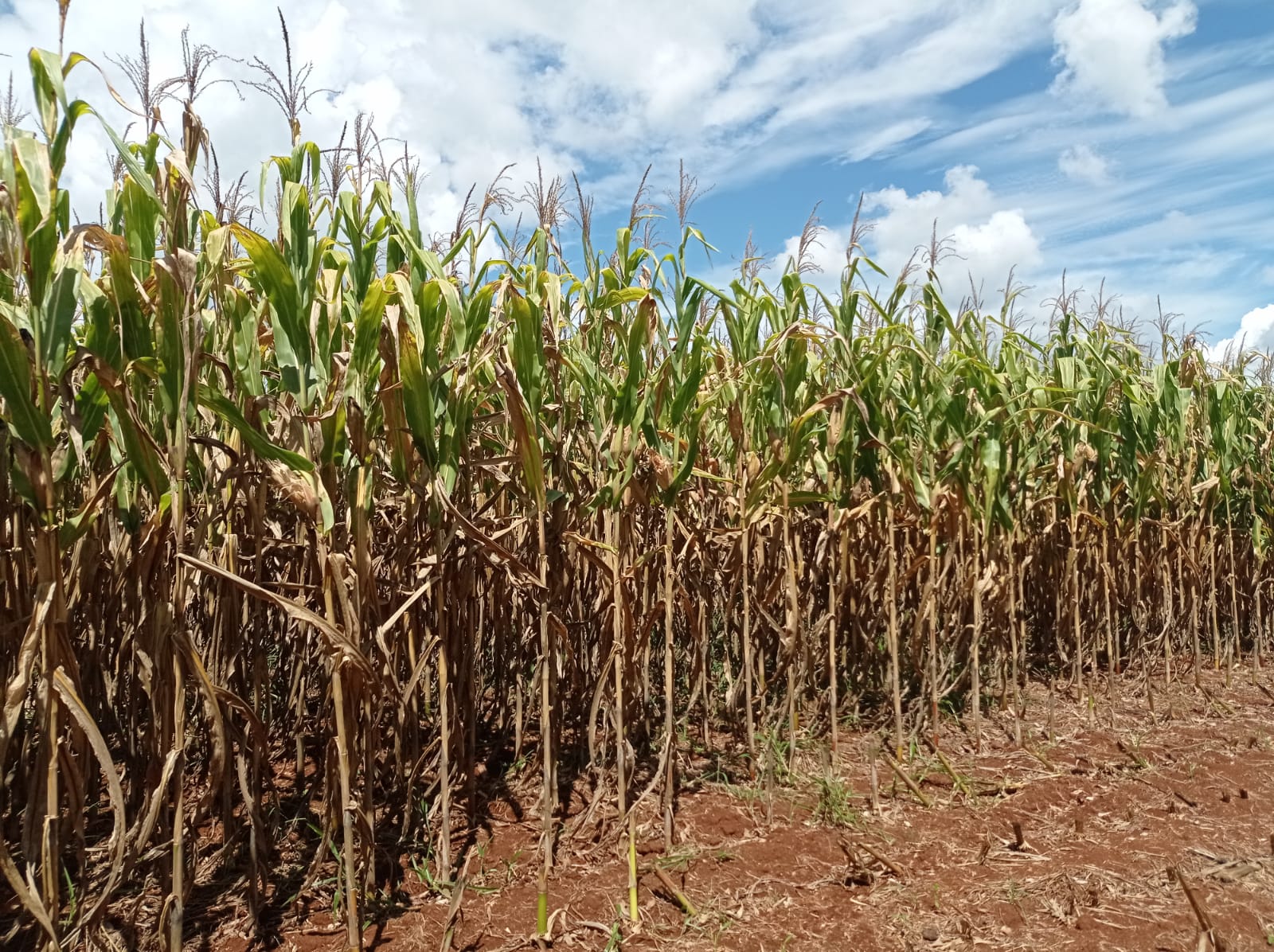 Colheita do milho chega a 68 da area plantada no RS