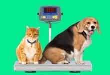 Obesidade em Pets Brasileiros Atinge Niveis Preocupantes