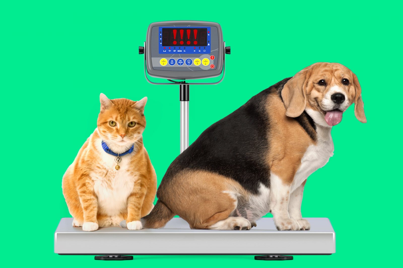 Obesidade em Pets Brasileiros Atinge Niveis Preocupantes