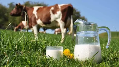 Vaca geneticamente modificada produz insulina em seu leite