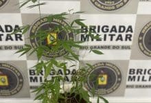Brigada Militar apreende planta de maconha em Erechim