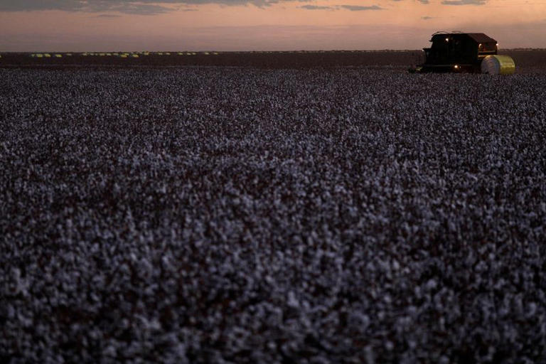 Brasil lidera exportacao de algodao pela 1a vez