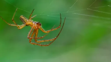 Aranhas podem sentir cheiro pelas patas revela pesquisa